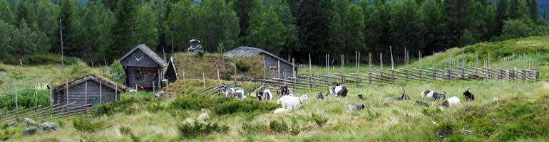 Getterna betar på fäbodvallen